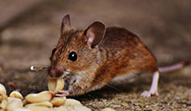 24 Hour & Emergency Exterminators in Wanchese, NC